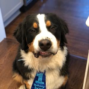 Meet your Posher, Blake